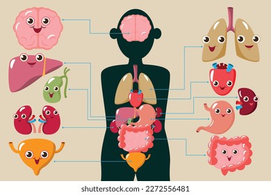 vector de dibujos animados, ilustración de carácter plano órganos internos felices en el cuerpo, anatomía infográfica de estructura humana.