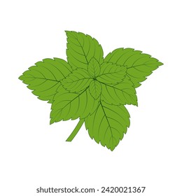 cartoon vector illustration of fresh mint leaves isolated on white background, lemon balm or peppermint seasoning for food, flat style