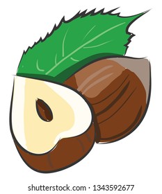 Cartoon vector illustration of a hazelnut cutted in a half with a leaf on white background 