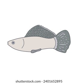 Cartoon Vector illustration molly fish icon Isolated on White Background