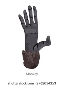 Cartoon vector illustration of a monkey hand with long fingers and palm isolated on a white background for zoology, biology or educational design.