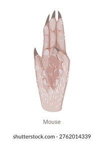 Cartoon vector illustration of a mouse paw with long fingers, claws and pads isolated on a white background for zoology, biology or educational design.