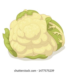 Cartoon vector illustration of one head of white cauliflower isolated on white background. Good for vegetarian and healthy life concept. Great for ingredient label or recipe.