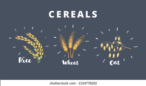 Cartoon vector illustration of three kind of ears of cereal. Wheat, rice, oat. Hand drawn object isolated on dark background.