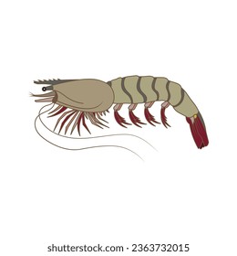 Cartoon Vector illustration tiger prawns icon Isolated on White Background