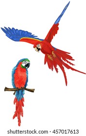 Cartoon vector illustration of two red and blue parrots ara macaw  isolated on white background