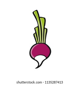 cartoon vector ilustration radish