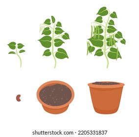 Cartoon vector images showing the growth of a bean plant, a bean seed and terracotta plant pots.