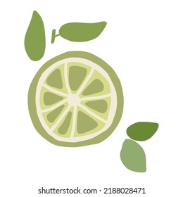 Cartoon, Vektorkalkscheibe. Zitrusscheibe einzeln auf weißem Hintergrund. Sommersaftcocktail-Cartoon Mojito Zutaten Zitrusfrüchte grüne handgezeichnete Illustration für Menü, Karte, T-Shirt-Design