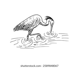 Cartoon vector line drawing of a long-legged bird wading in water.