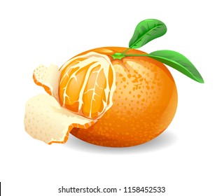 cartoon vector of a mandarin orange