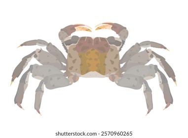 Cartoon vector mangrove tree Crab isolated on white background. Sea food illustration.