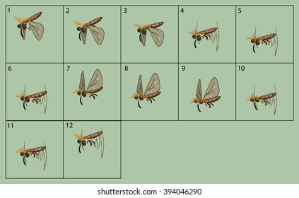 Sprite insect Images, Stock Photos & Vectors | Shutterstock