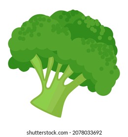 cartoon vector object vegetable brocoli