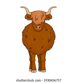 Cartoon vector outline doodle illustration big Bull Scottish highland cow mother  Isolated Animal stands the ground white background  Front view and horns