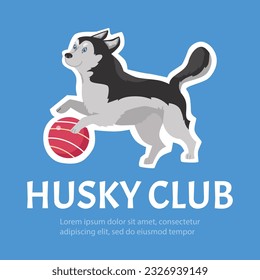 Cartoon vector poster with husky dog with blue eyes playing with a ball. Illustration of black and white dog with long wool on blue background. Alaskan husky club pedigree puppy, domestic breed pet