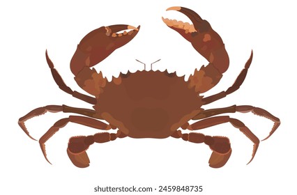 Cartoon vector Raw Black Crab isolated on White background. Sea food illustration.