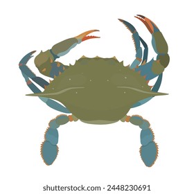 Cartoon vector raw fresh Crab isolated on White background. Sea food illustration.