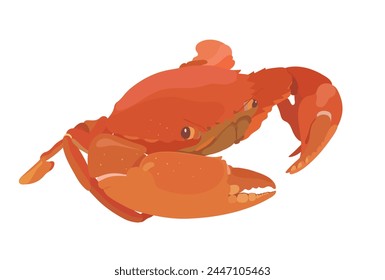 Cartoon Vektorgrafik Red Crab isoliert auf weißem Hintergrund. In: Sea Food Illustration.