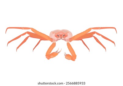 Cartoon vector Red Snow crab isolated on White background. Sea food illustration.