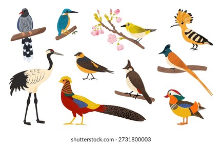 Zeichentrickvektorsatz asiatischer Vögel einzeln auf weißem Hintergrund. Rot gekrönter Kran, Mandarinenente, goldener Fasan, Bulbul, Schwalbe, Eisvogel, Paradies-Fliegenfänger, Elster, japanisches weißes Auge.