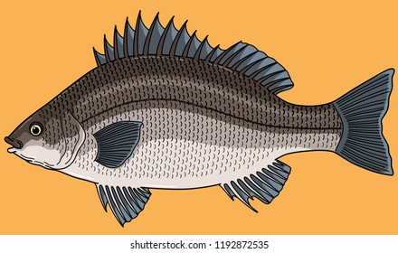 Cartoon Vector Silver Perch Fish