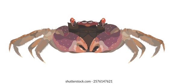 Cartoon vector Vampire Crab isolated on white. Sea food illustration.