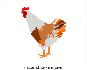 Cartoon vectorial illustration of a rooster.