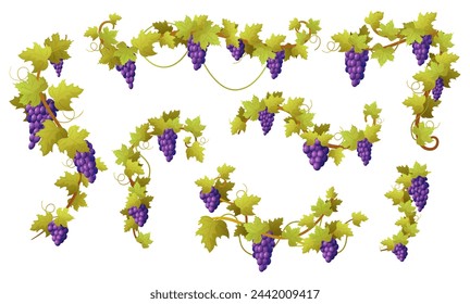 Viña de dibujos animados. Uvas rojas dulces, vino crudo maduro e ingredientes de jugo. Tejiendo ramas con hojas y racimos de bayas. Elementos vectoriales de la bodega actual