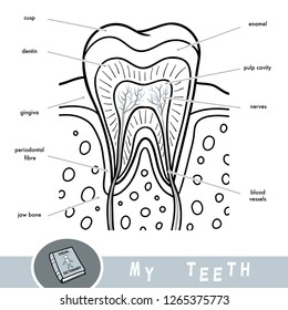 Cartoon visual dictionary for children about teeth. Educational poster about parts of tooth