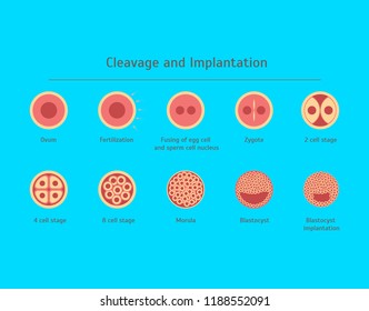 Cartoon In Vitro Fertilization Icons Pregnancy, Reproduction Treatment and Health Care Concept Flat Design Style. Vector illustration