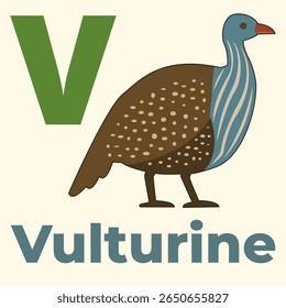 Cartoon vulturine guineafowl with letter V. A unique bird for animal alphabet flashcards, children’s books, and educational printables. Rare and colorful choice for letter learning visuals.
