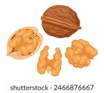 Cartoon walnuts. Delicious tasty walnut snack, raw walnuts in shell flat vector illustration. Crunchy walnuts nuts on white