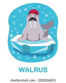 cartoon walrus, ice floe, blue background. Cards for teaching children, arctic