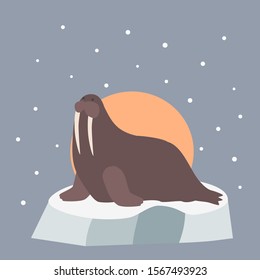 Cartoon walrus on the ice. Vector illustration.
