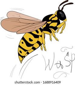 Cartoon wasp flies. isolated on white