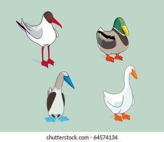 Cartoon water birds collection. A seagull, a mallard duck, a booby and a goose. 