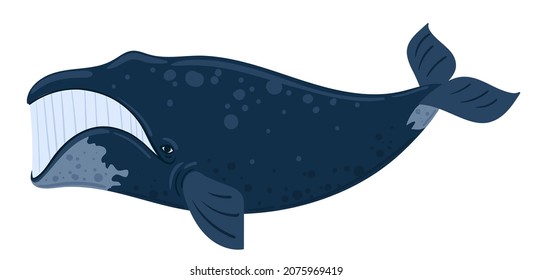 Cabeza de ballena de caricatura, ballena derecha del sur, esperma a caballo. Mundo submarino, vida marina. Ilustración vectorial de una ballena. 