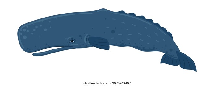 Caricatura de ballena, esperma de ballena. Mundo submarino, vida marina. Ilustración vectorial de una ballena. 
