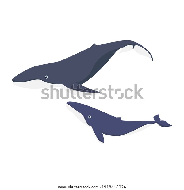 Cartoon whale flat vector\
illustration