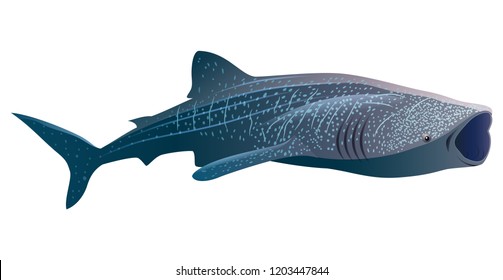 Cartoon Whale Shark Isolated On White Background. Vector Illustration