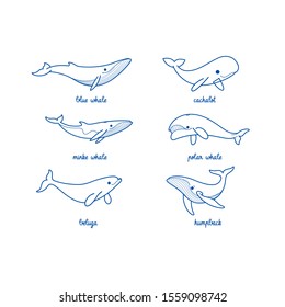 Cartoon whale sketch line icon. Different type of whale.