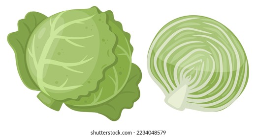 Cartoon white cabbage. Raw cabbage, fresh green leaves for salad, whole vegetable and half, organic cabbage for healthy lifestyle flat vector illustration on white background