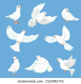 Paloma blanca de dibujos animados. Paloma de símbolo de paz y libertad, diferentes poses, aves lindas voladoras y caminantes, fauna de la ciudad, esperanza y amor, dibujando graciosos personajes urbanos, conjunto aislado vector