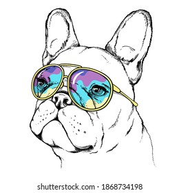 Cartoon white french bulldog in sunglasses.  Stylish image for printing on any surface.