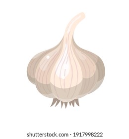 Cartoon white garlic isolated on white background. Vegetable from the garden. Organic food. Vector illustration.