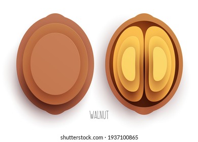 Cartoon whole and half walnut in modern geometric 3d paper cut style isolated on white background. Vivid creative vector art element. Minimalistic concept of abstract design illustration.