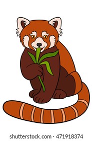 Cartoon wild animals. Little cute red panda eat leaves and smiles.