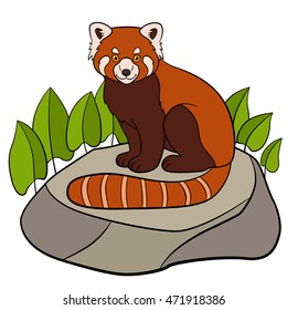 Cartoon wild animals. Little cute red panda sits on the stone and smiles.