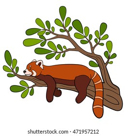 Cartoon wild animals. Little cute red panda on the tree branch.